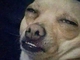 Foto de roney
