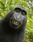 Tiago_RC2Network